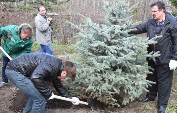 Посадка гoлyбых елей осенью
