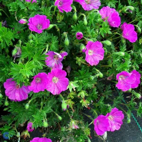 Герань кроваво красная посадка и уход