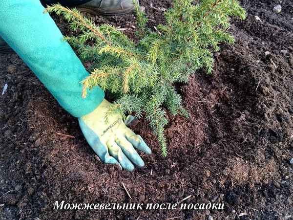 Время посадки можжевельника осенью