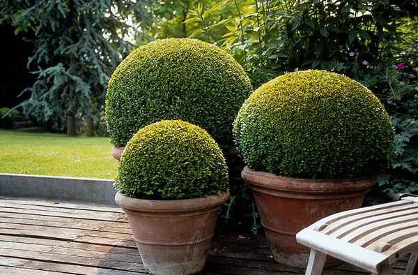 Туя шаровидная посадка и уход в саду