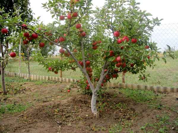 Полукарликовые яблони посадка и уход