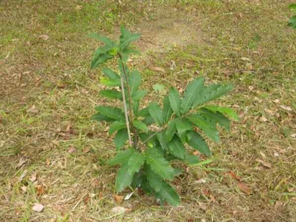 Каштан в Сибири посадка и уход