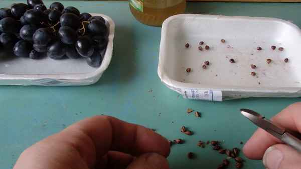 Посадка винограда семечками