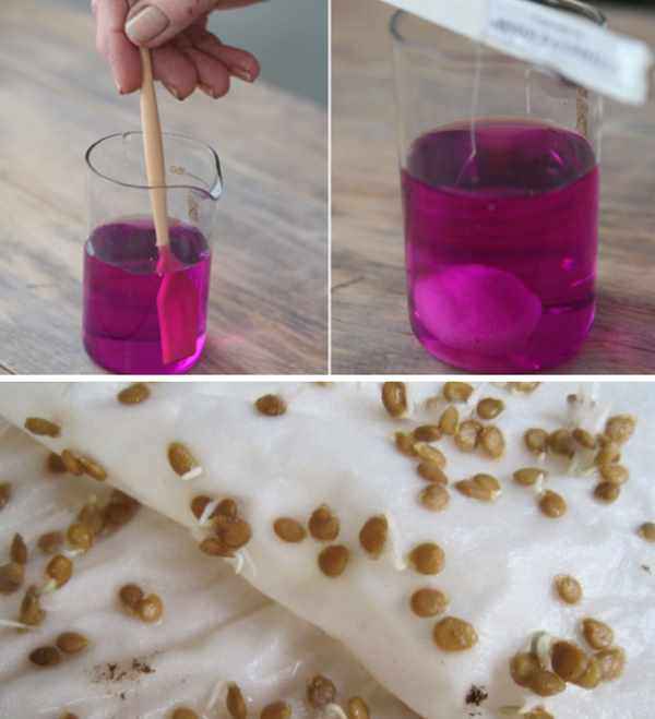 Обработка семян томатов перед посадкой на рассаду