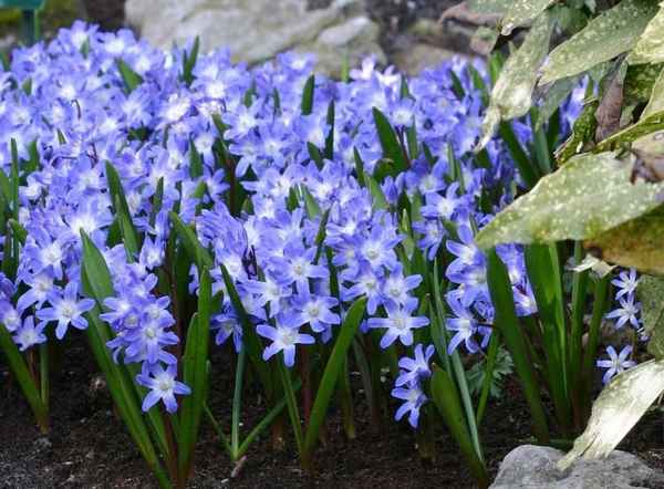 Хионодокса посадка и уход в открытом грунте