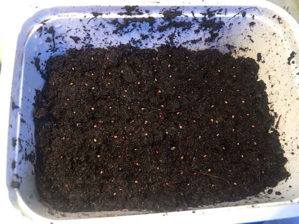 Посадка земляники семенами на рассаду сроки