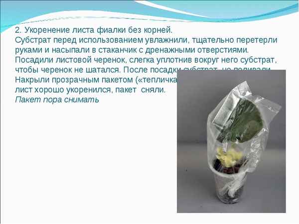 Посадка фиалок листочками без корней