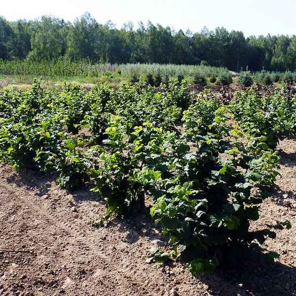 Лещина обыкновенная посадка и уход в Сибири