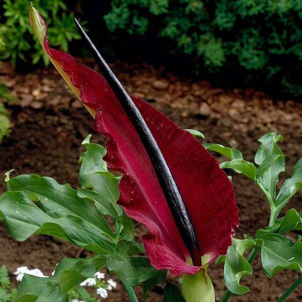 Дpaкункулюс обыкновенный посадка и уход