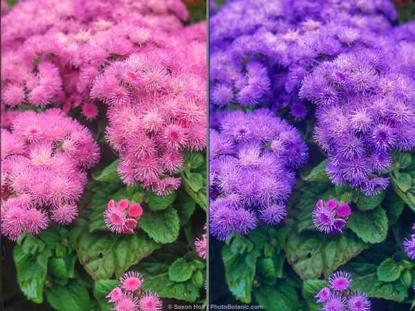 Агератум посадка и уход в открытом грунте