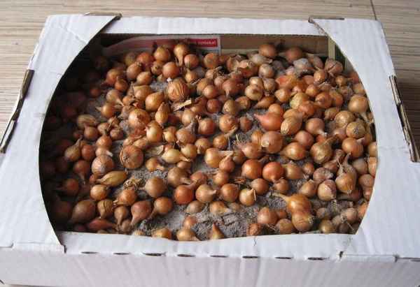 Хранение лука севка до посадки в квартире