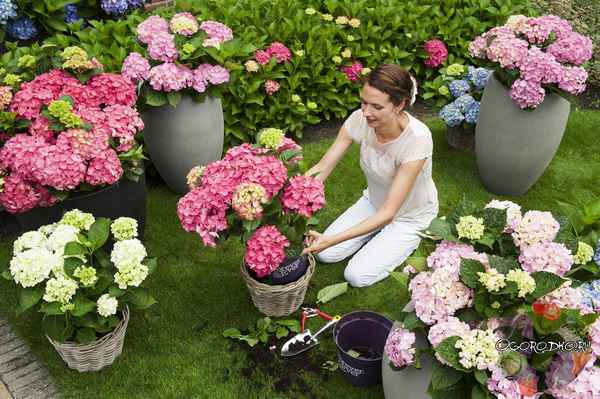 Посадка и уход за гортензиями в саду