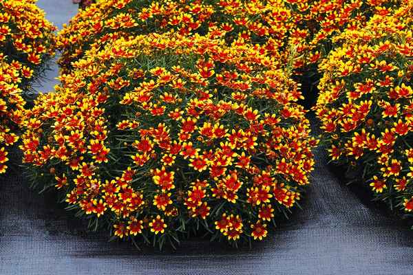 Кореопсис мутовчатый посадка и уход