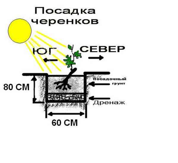 Посадка винограда по сторонам света