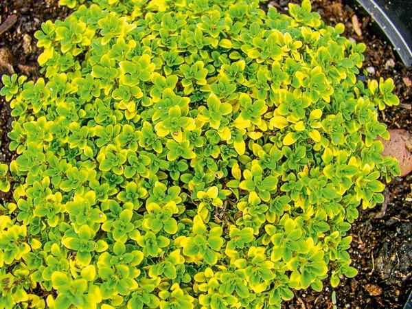 Тимьян лимоннопахнущий посадка и уход