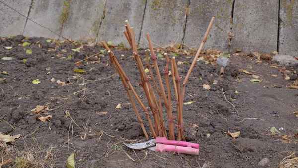 Подготовка черенков винограда к посадке весной