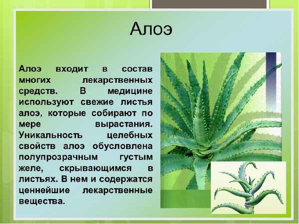 К какому виду растений относится алоэ?