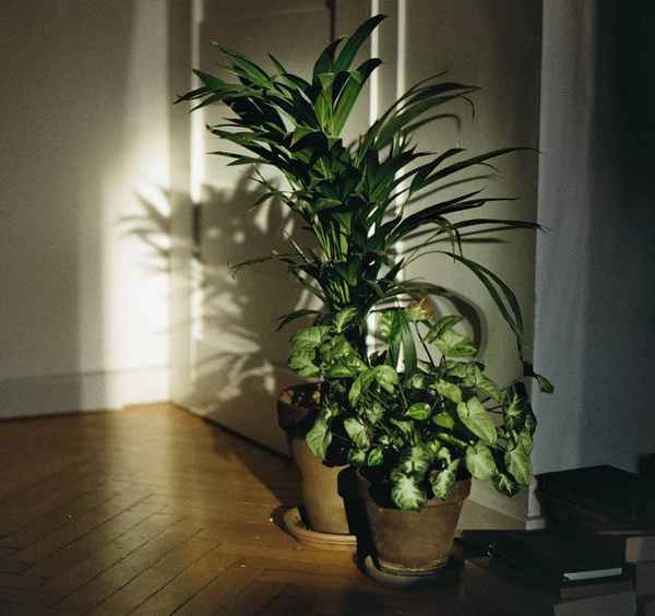 Теневые растения для квартиры