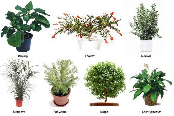 Самые распространенные домашние растения