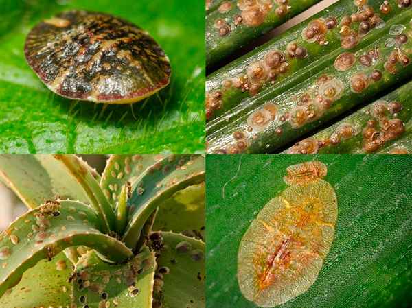 Вредители комнатных растений щитовка