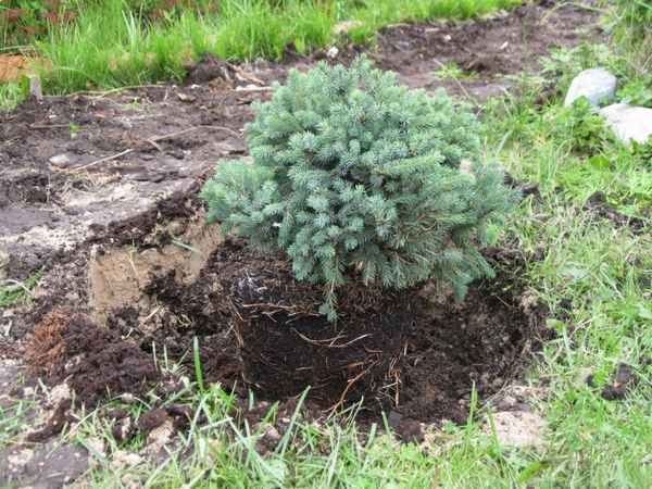 Почва для ели обыкновенной