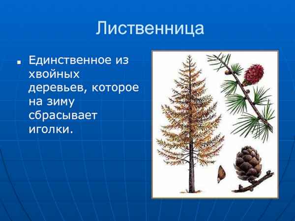 Какое хвойное растение сбрасывает хвою на зиму?