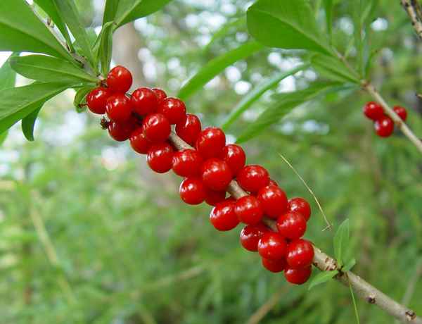 Волчий клык растение