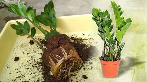Замиокулькас почва для пересадки