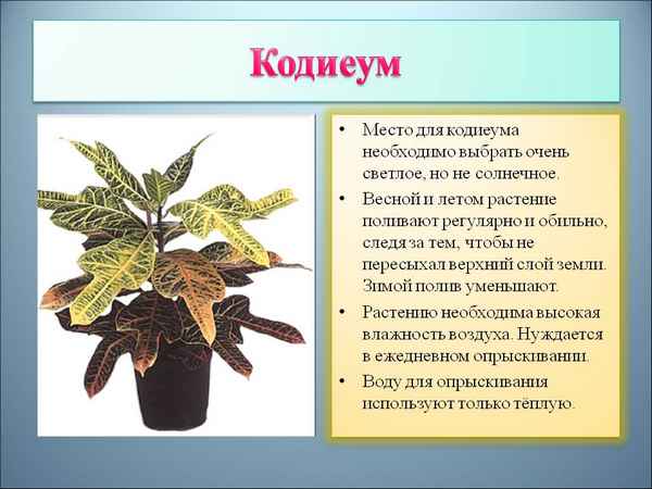 Почва для кодиеума