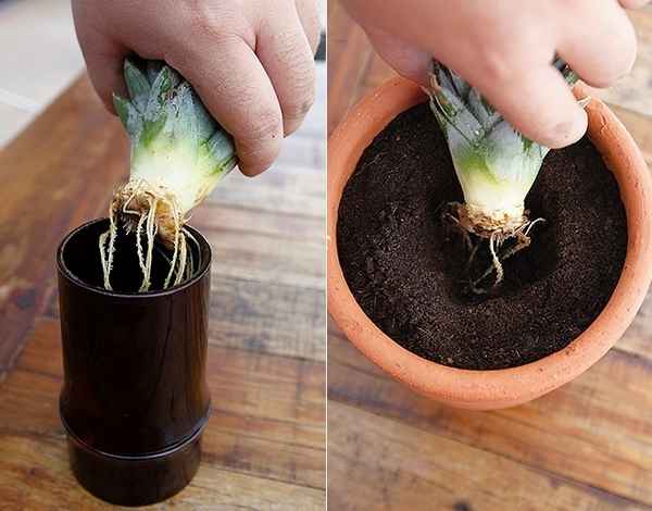 Почва для ананаса в домашних условиях