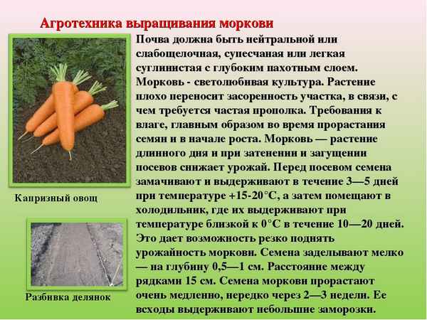 Какая почва нужна для моркови?