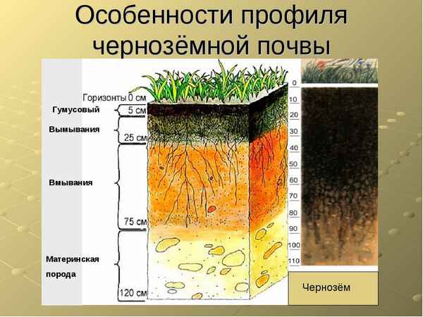 Из чего состоит черноземная почва?