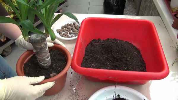 Почва для юкки в домашних условиях