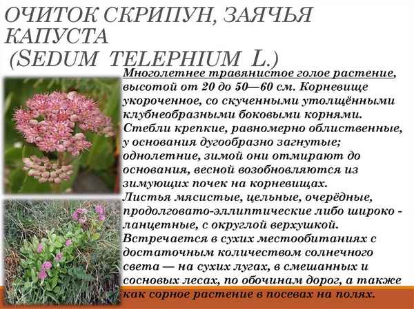Растение очиток лекарственные свойства