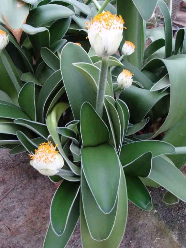 Олений язык растение