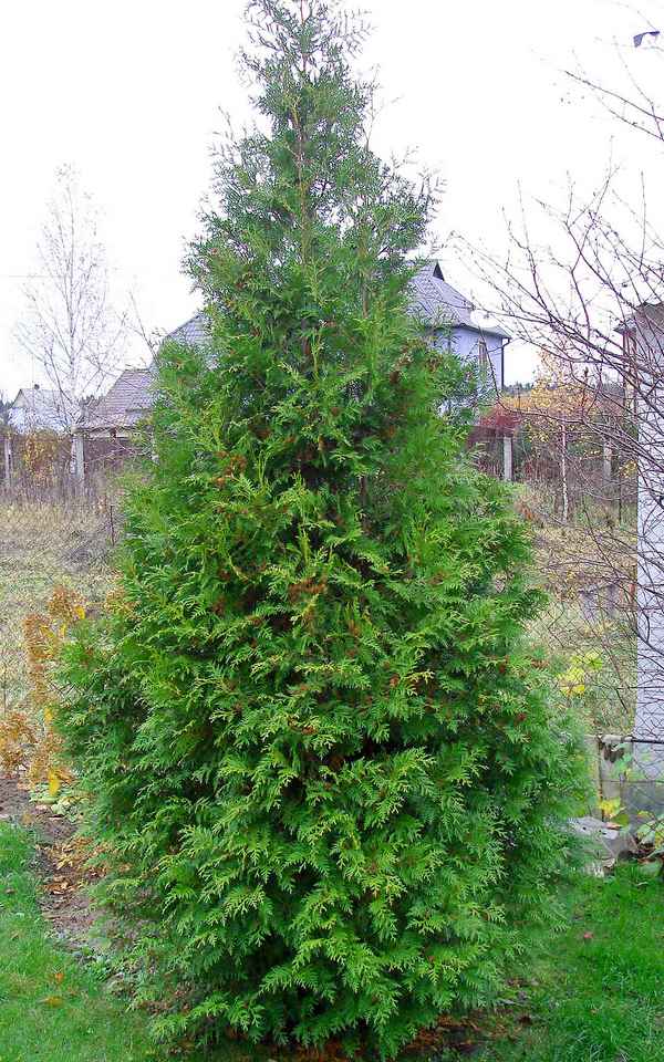 Туя Бpaбант высота взрослого растения