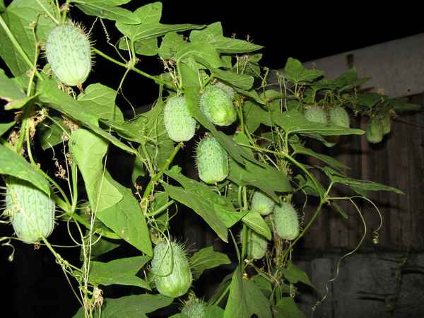 Декоративный огурец вьющееся растение