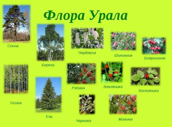 Какие растения растут на Урале?