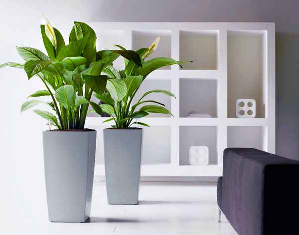 Комнатные растения для темных помещений