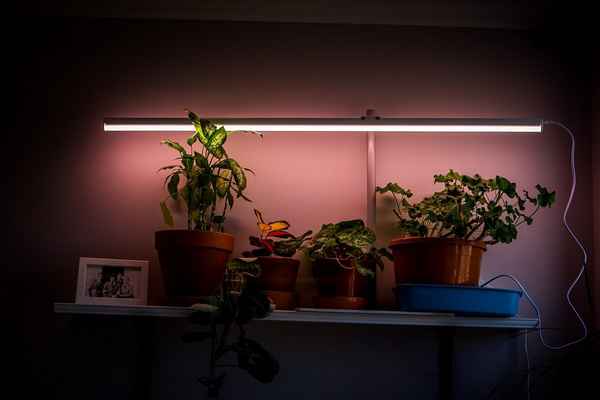 Дополнительная подсветка для комнатных растений