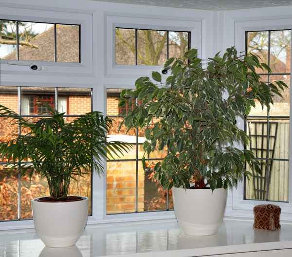 Комнатные растения для северного окна