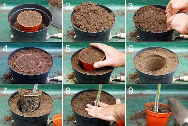 Как пересадить растение в другой горшок?