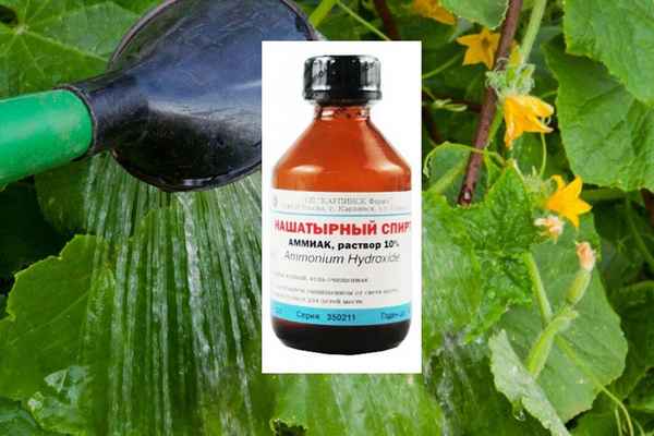 Раствор нашатырного спирта для растений