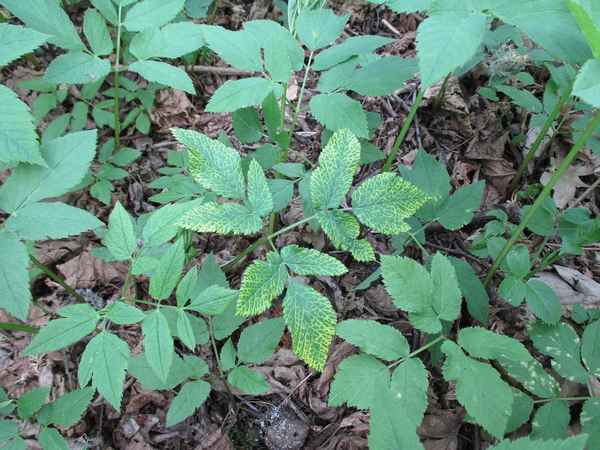 Сныть на какой почве растет?