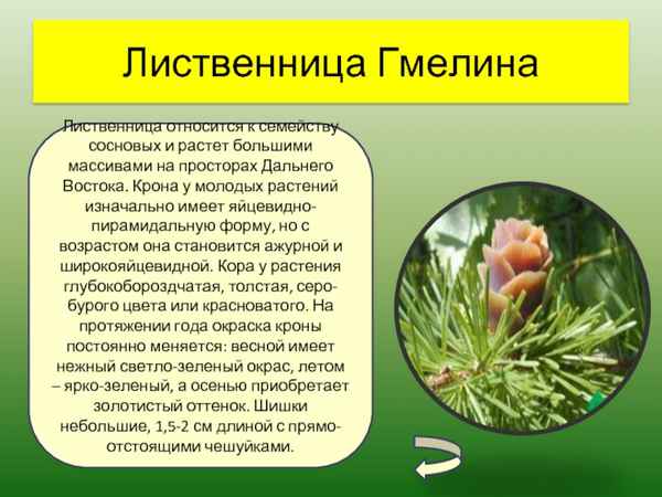 К каким видам растений относится лиственница?