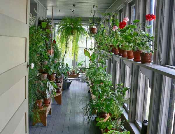 Растения для балкона круглогодичные