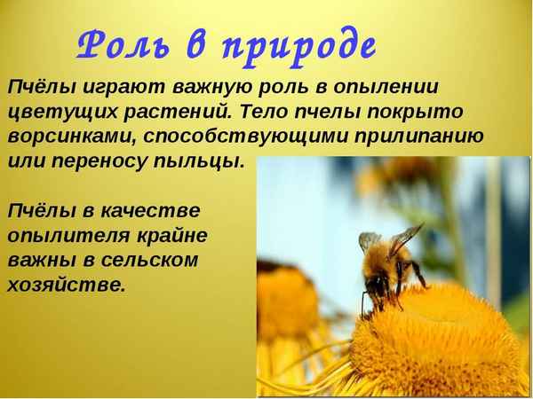 Роль пчел в опылении растений