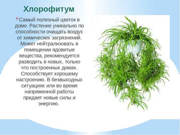 Полезные свойства комнатных растений для человека