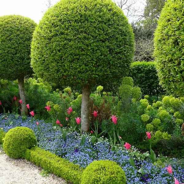 Шаровидные растения для сада