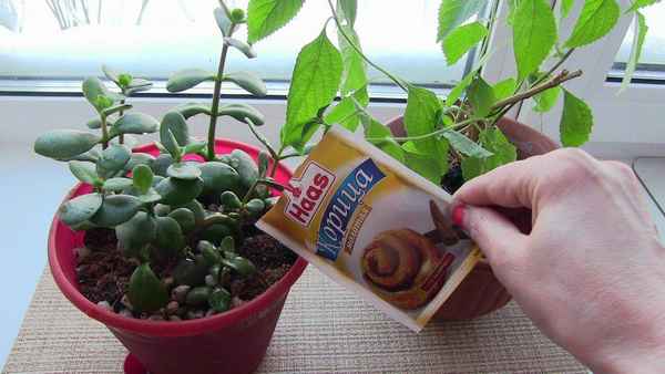 Чем полить комнатные растения от мошек?